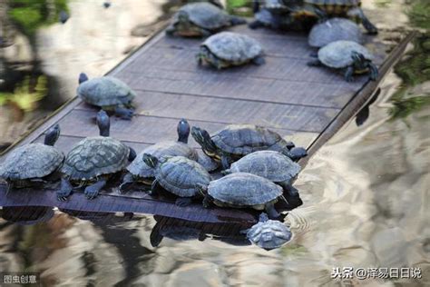 烏龜屬性|龜：五行屬火？水？在居家風水上有大作用